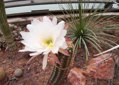 cactus en fleur