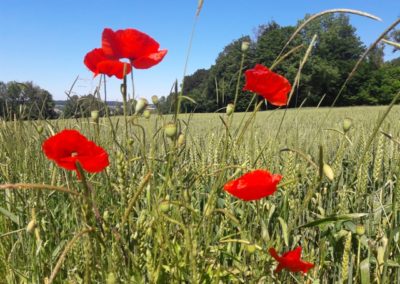 coquelicot