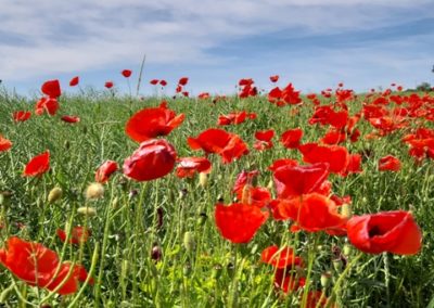 coquelicots