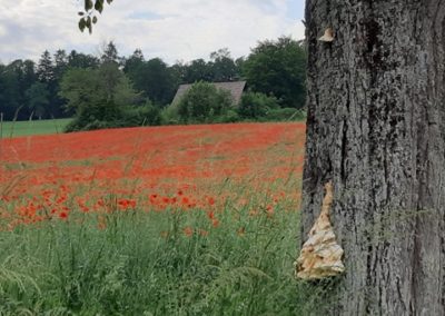 champ_aux_coquelicots