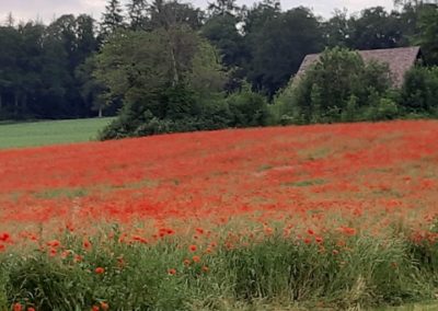 coquelicots